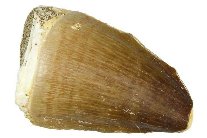 Fossil Mosasaur (Thalassotitan) Tooth - Morocco #374610